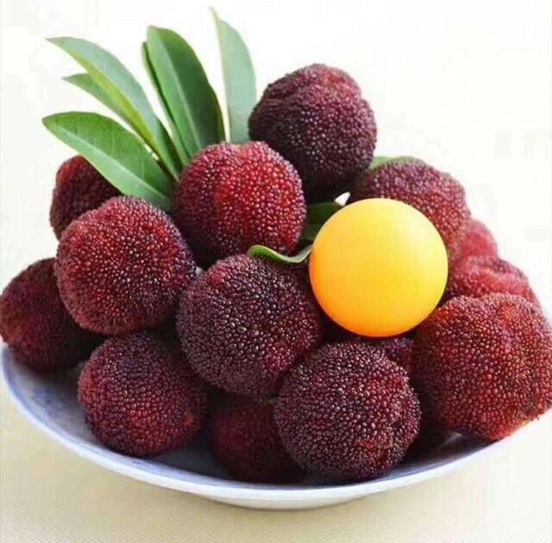 一颗成熟的东魁杨梅置于白色瓷盘中,果实呈深紫红色,表面瘤状突起清晰可见,果型圆润饱满,大小接近乒乓球,旁边放置一枚标准尺寸的一元硬币作为对比参照,背景为自然木质桌面,光线柔和,突出果实的新鲜质感 东魁杨梅特写