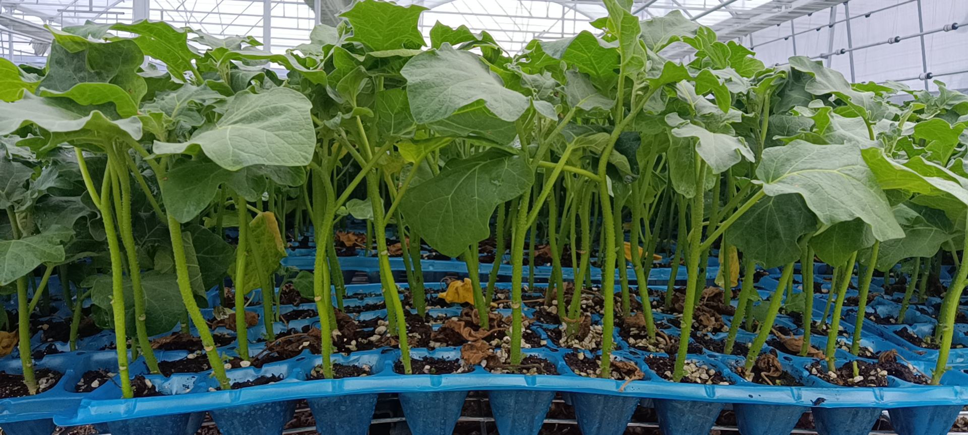 健康茄子壮苗图示