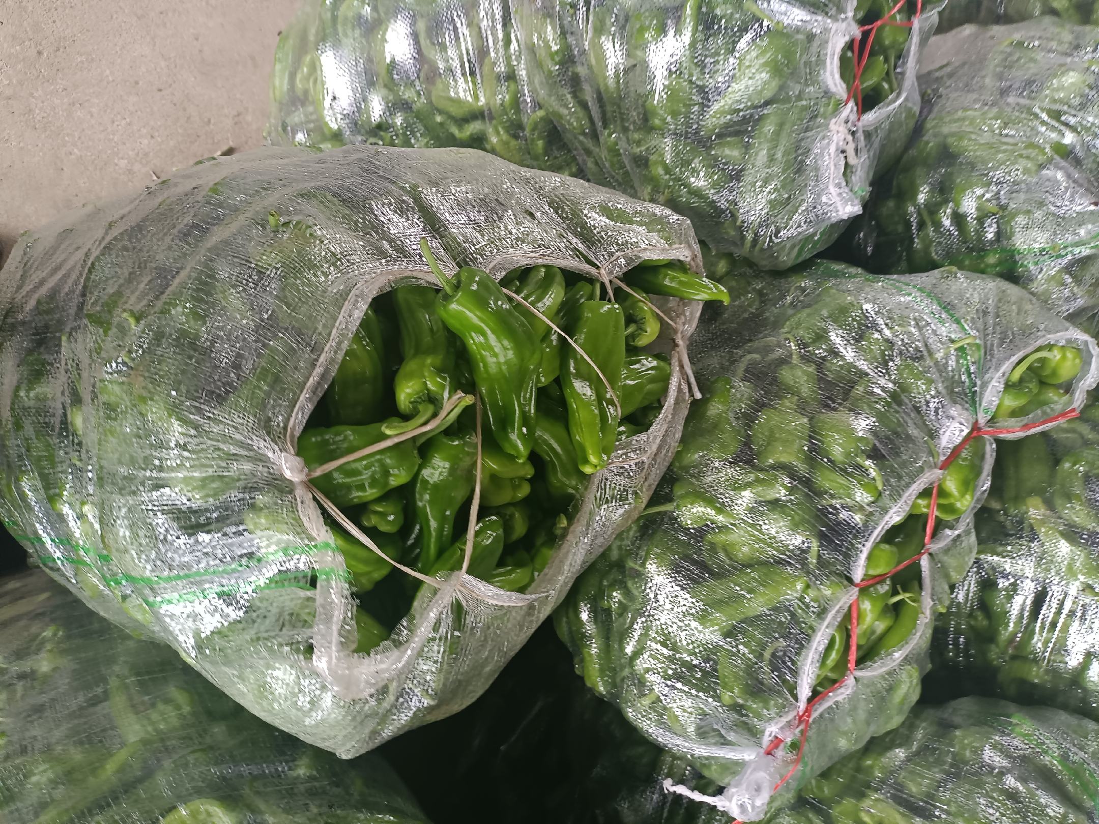 新鲜青皮尖椒整齐摆放在案板上，表面光滑翠绿，带有自然光泽