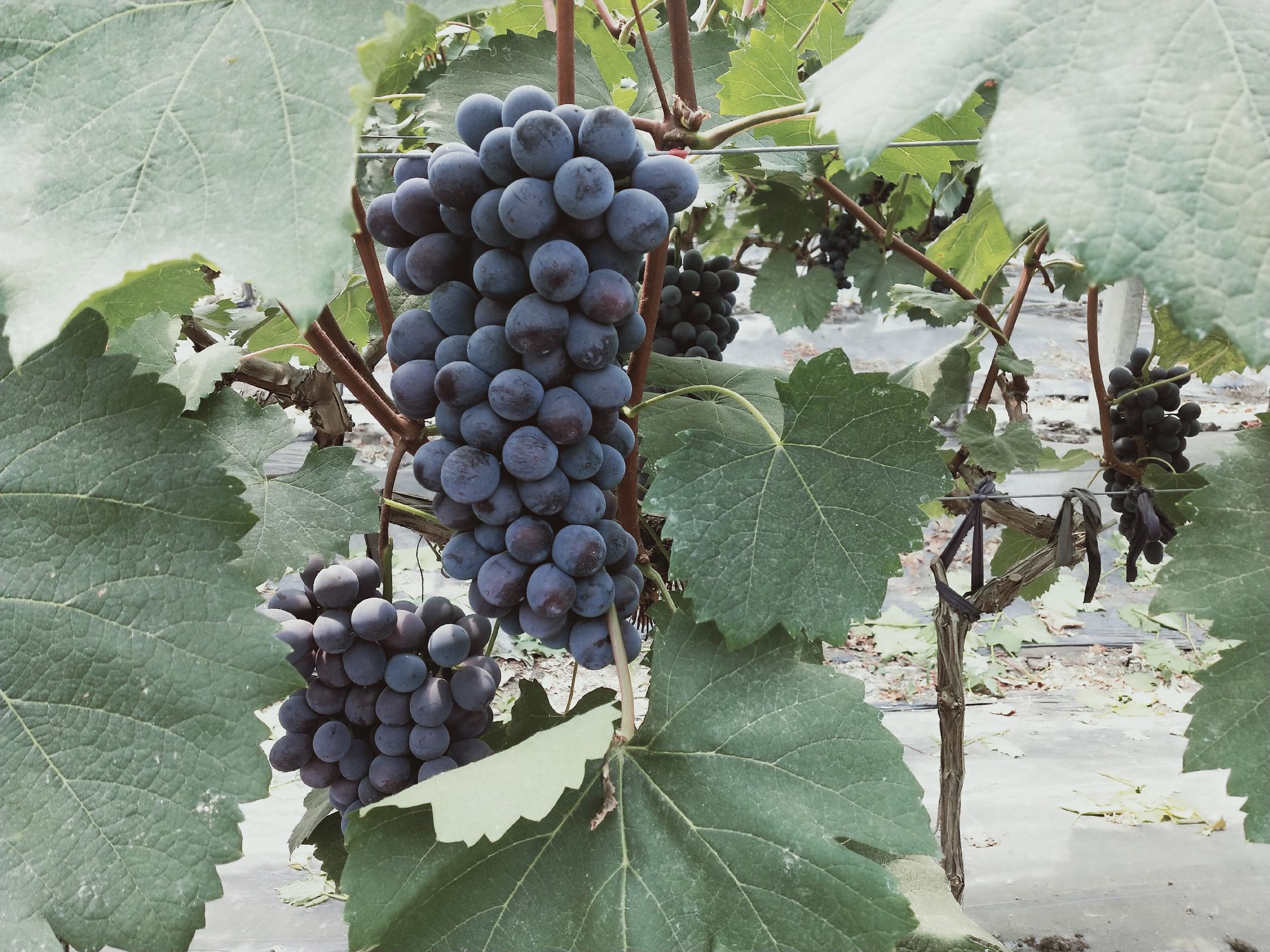 夏黑葡萄与黑加仑对比图