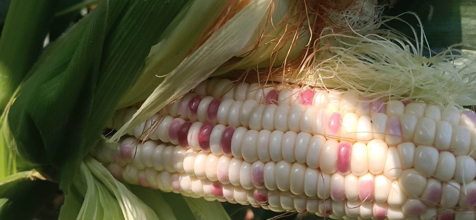 不同颜色甜玉米对比图