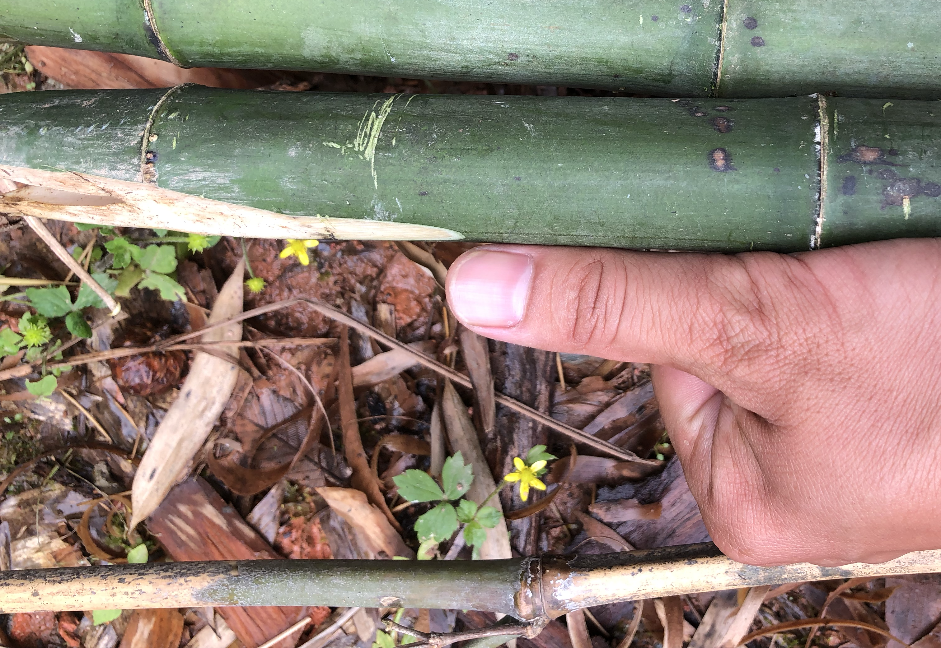 苦竹笋的实物图