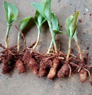 [双肾草批发]双肾草价格60.00元/斤 - 一亩田