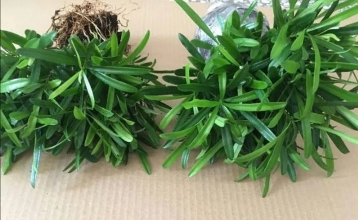 15公分罗汉松幼苗展示