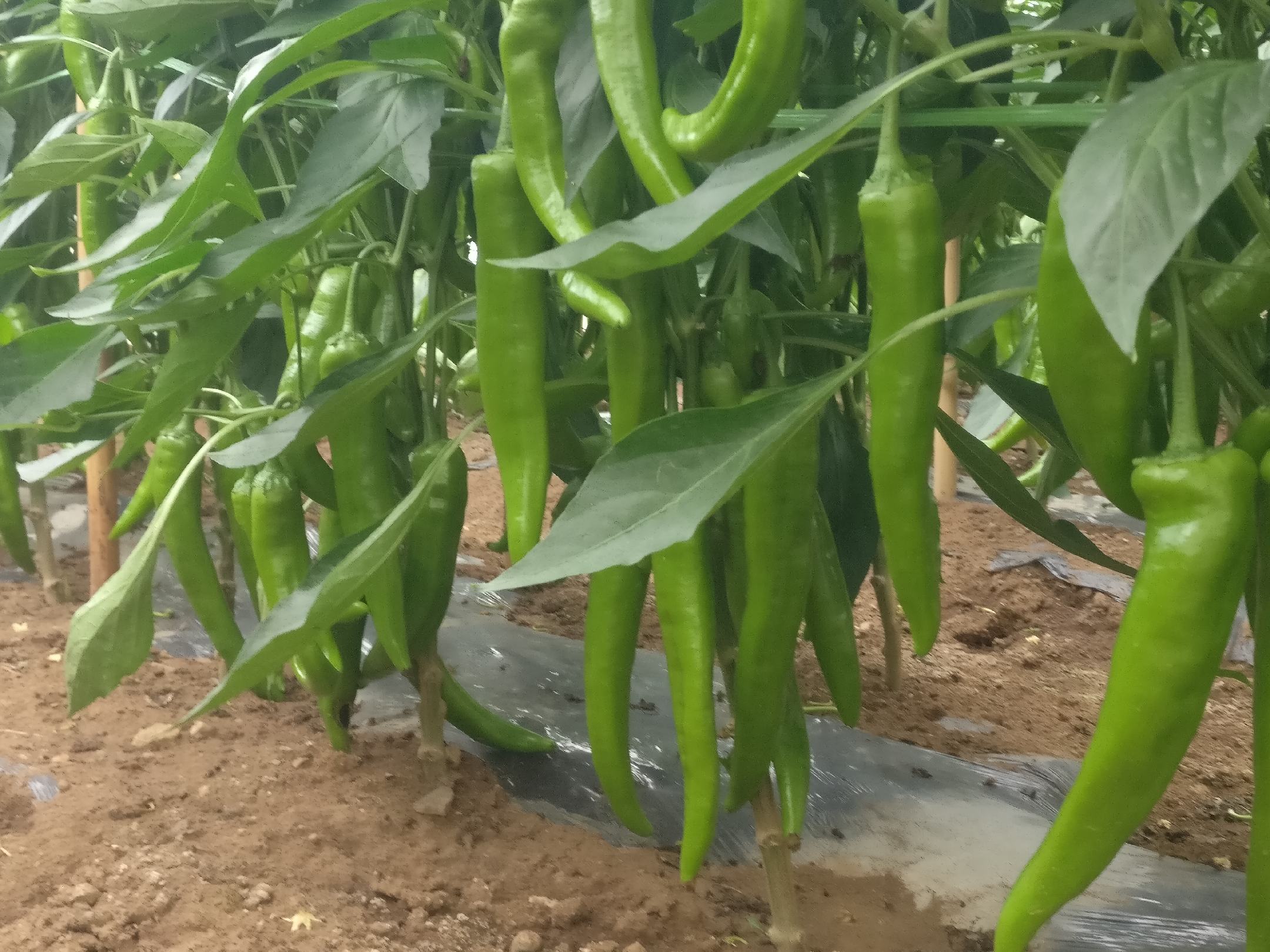 陇椒植株与果实特写