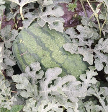 [龙卷风西瓜批发]龙卷风西瓜价格0.90元/斤 - 一亩田