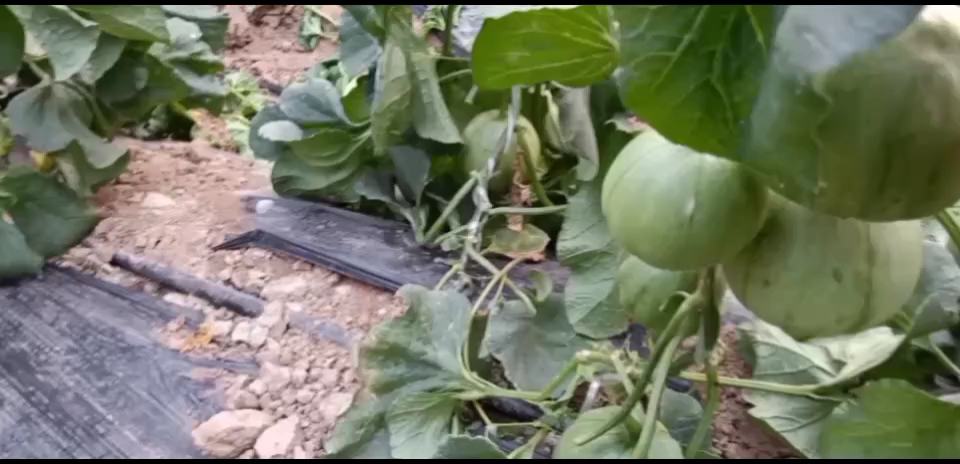 东北绿宝甜瓜的果实特写