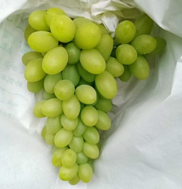 云南青提葡萄好货口感甜实力代办青提