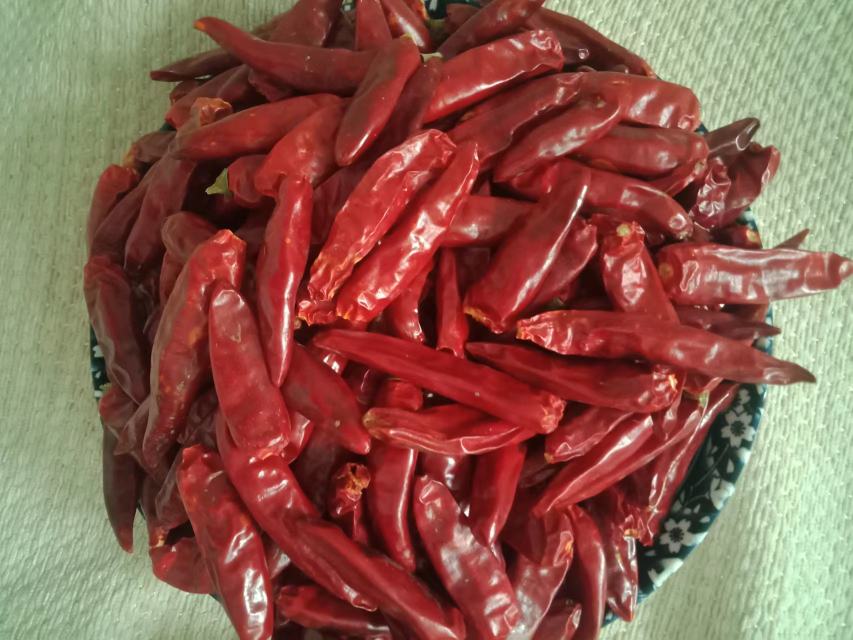 川式厨房炝炒干海椒过程特写:经验丰富的厨师手持竹筷,将整颗干海椒投入七成热菜籽油中,辣椒受热微胀、边缘微卷,油面升腾淡棕色辛香油烟,展现‘激香’关键步骤,体现干海椒在热油激发下释放复合风味的烹饪特性 厨房场景:手捧干海椒的厨师正将其投入热油锅中炝炒,油面泛起细密气泡,辣椒微微膨起,散发棕红色烟气