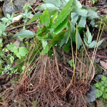 巫山淫羊藿苗野生带块根还有小苗