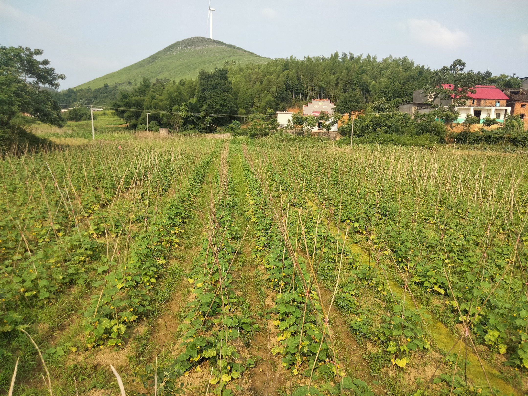 一位戴着草帽的中年农民蹲在田间,手中握着一把刚剪下的旱黄瓜,身旁竹筐里堆满了带泥的收获品,身后是广袤的旱地农田,天空湛蓝,土地龟裂,展现出典型的干旱农业景观 农户正在收割旱黄瓜