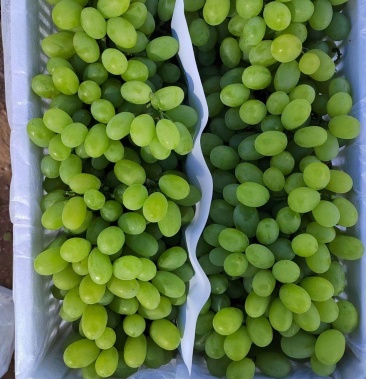 云南青提大量白鸡心葡萄上市需要联系产地专业代收