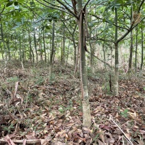 自己空地，种发财树，有想收购的请联系我，价格再聊，