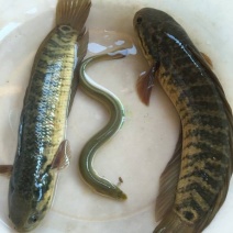 七星鱼淡水鱼，生长快、产量高；生活力强