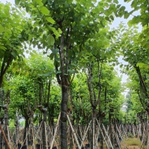 宫粉紫荆12-18公分大量出售，基地直销，规格齐全。