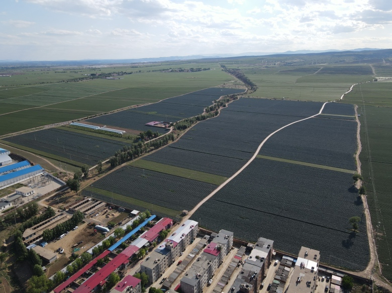商业摄影场景:现代超市环境中的西兰花商品陈列,重点聚焦中文品名标牌,确保‘西兰花’三字完整、清晰、无涂改,体现规范用字的实际应用场景 超市生鲜区特写:透明保鲜盒装新鲜西兰花,花球饱满青翠,附带绿色有机认证标签与中文品名标牌,标牌清晰印有‘西兰花’三字