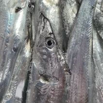 台湾海峡本港钓带鱼