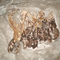 西藏贡山接壤地出产雪山顶蝉花