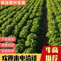 生菜青海散叶生菜，大棚种植，货源充足，欢迎各位老板采购
