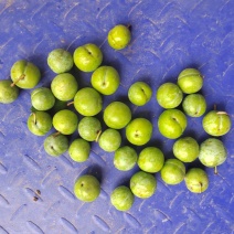 青果，芙蓉李，蜜饯果，李子干，果干