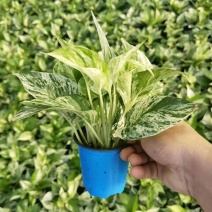 翡翠万年青盆栽室内观叶净化空气易养活大植物繁星彩叶吸甲醇