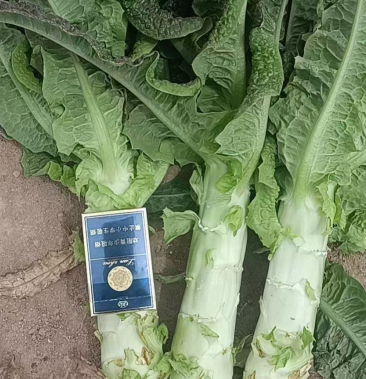 甘肃高原夏菜红叶莴笋