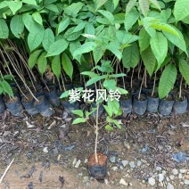黄花风铃苗