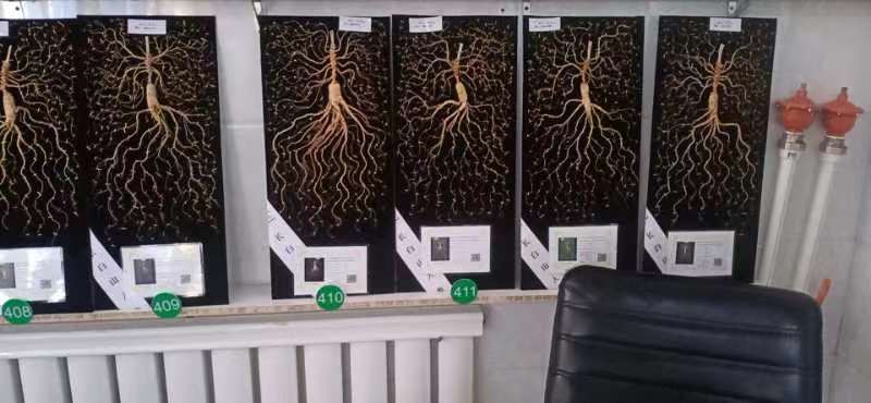 野山参收藏品展示