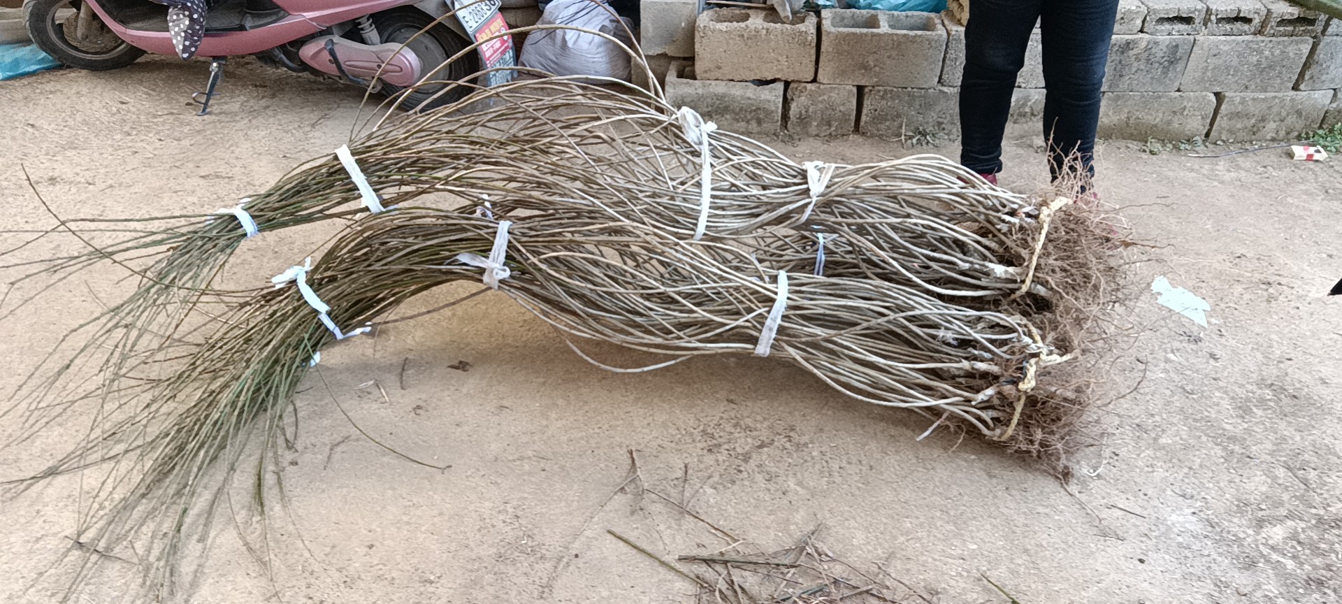 展示春季雏菊在花盆中按梅花形种植的示意图,适合3-5株的密度 春季雏菊盆栽种植示意图