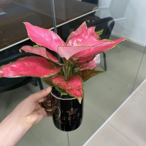 吉利杯，花纹随机，24盆一件