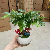 如意绿宝幸福树，15盆一件，高度35-40厘米