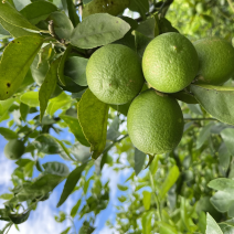 云南塔希提无籽柠檬，基地种植产量大品质稳