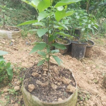 成都本地艾草菖蒲种植基地