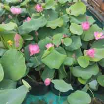 品种荷花睡莲碗莲品种多颜色多基地直发质量保证