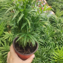 小椰树小椰子绿化绿植租摆基地直发质量保证