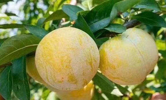 展示成熟蜂糖李果实的特写照片,果皮光滑、果肉饱满 蜂糖李果实特写