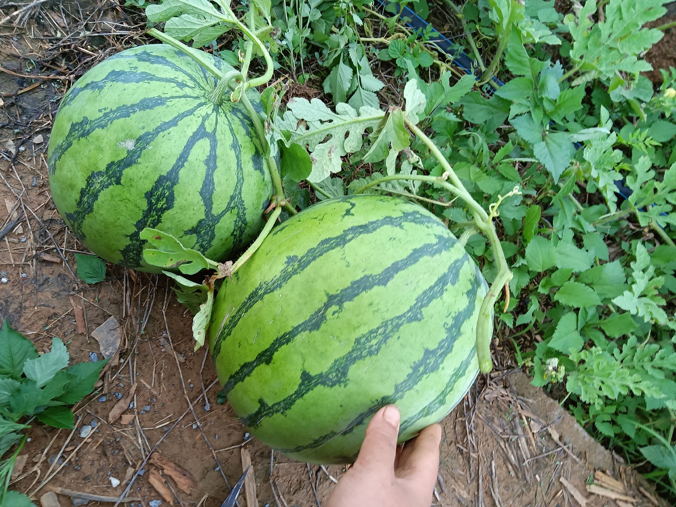 早佳8424西瓜成熟果实田间采摘场景