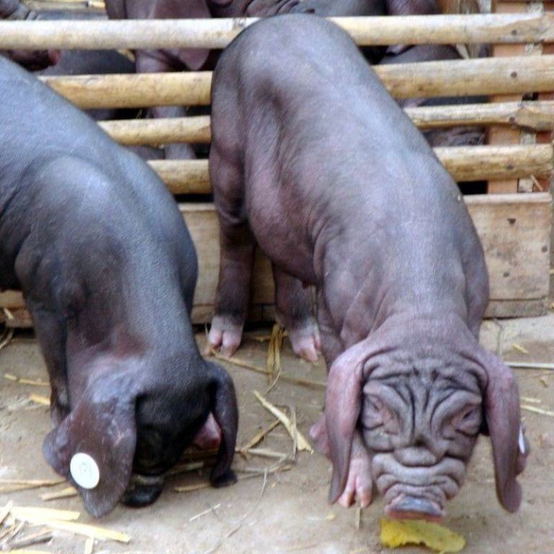 原种太湖母猪一代黑猪大梅山母猪二花脸母猪耐粗散养猪跑山猪