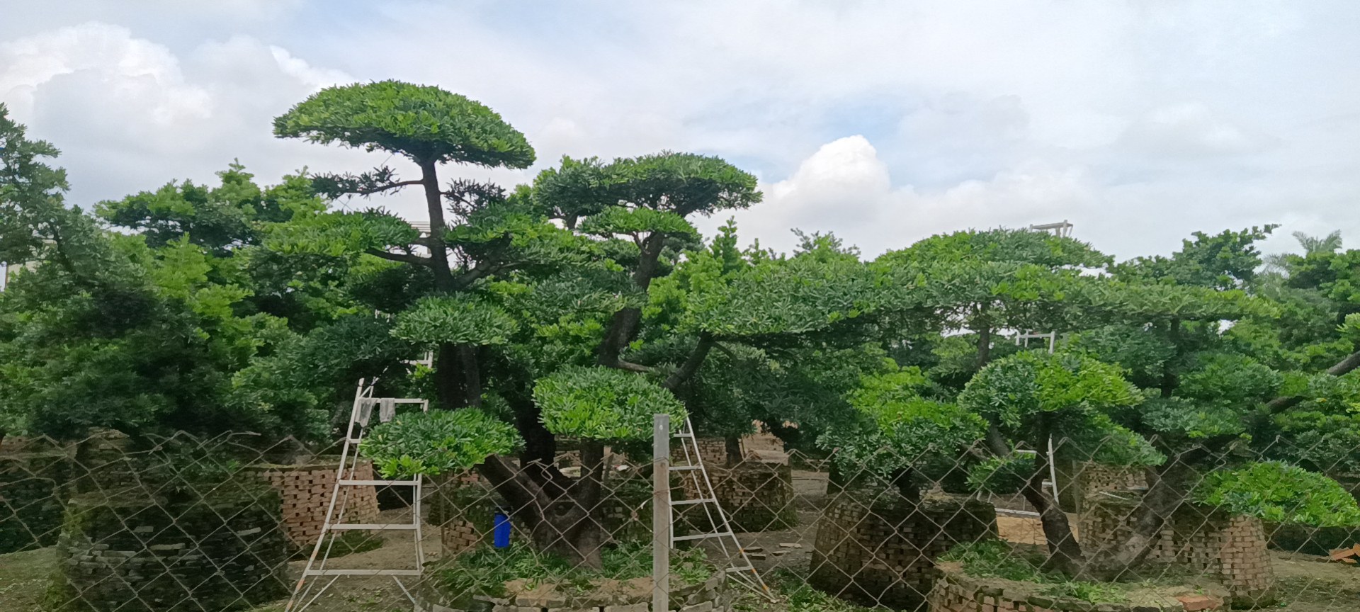 罗汉松盆景养护场景示意图