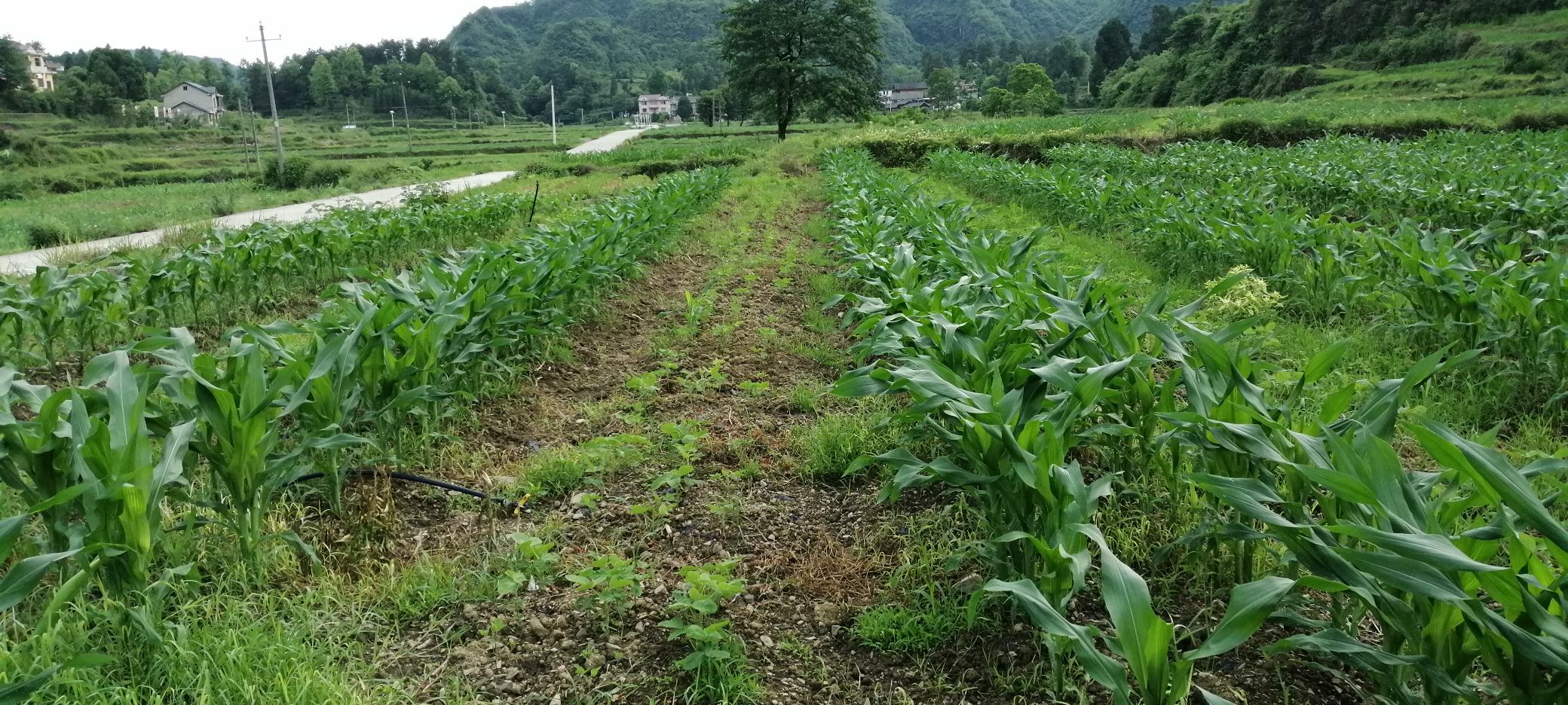 鹏沣指夹玉米排种器在田间作业,展示其高精度排种能力 鹏沣指夹玉米排种器在田间作业场景