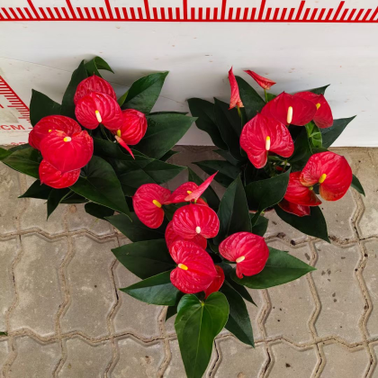 四季开花红掌红掌盆栽粉掌盆栽玫瑰花苗花卉室内盆栽水培白掌火爆上市