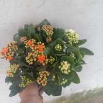 长寿花长寿花批发长寿花价格基地直供大量有货