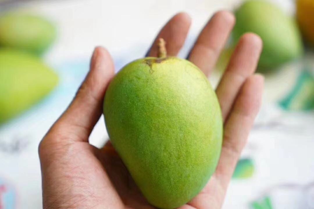 小台农芒触感