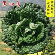 乌塌菜种子高钙保健蔬菜养心菜黑白菜种子四季播种农家绿色蔬
