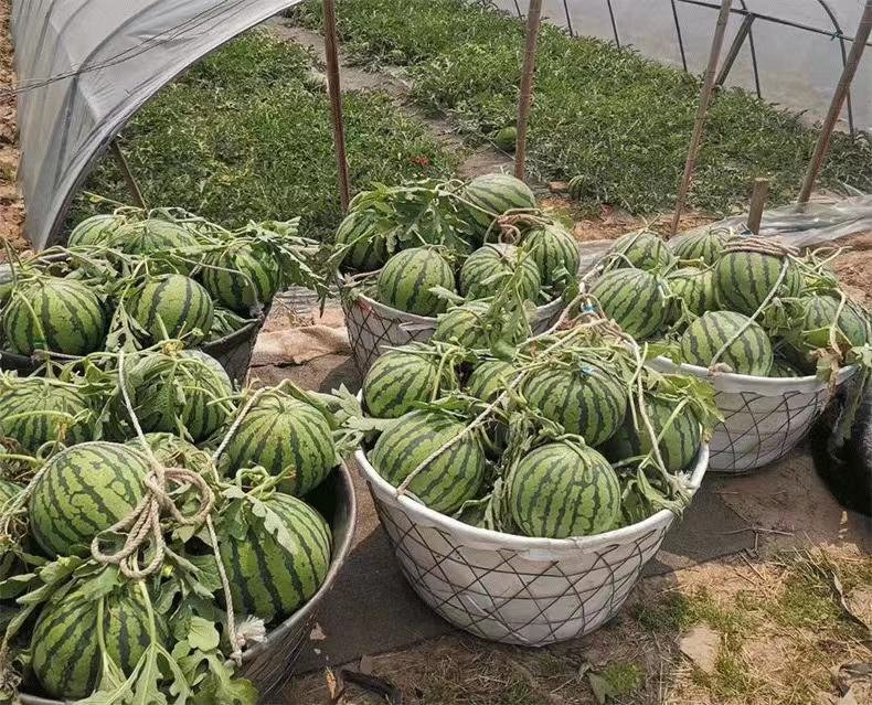 成熟的8424西瓜整齐摆放在田边竹筐中