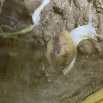 白玉蜗牛