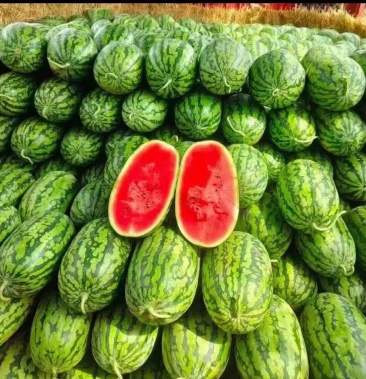 [绿裳西瓜批发]万亩绿裳开园了价格0.60元/斤 - 一亩田