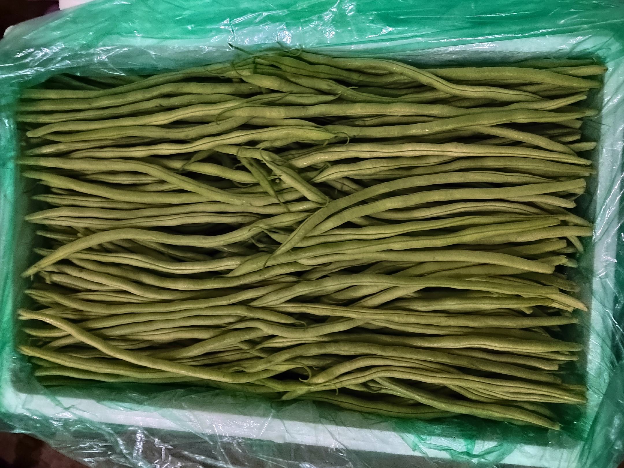 绿扁豆的选购与保存方法图示