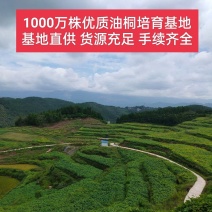 千亩油桐育苗批发基地，买油桐树苗请选择我们专业的培育公司