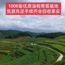 1000亩油桐树苗培育基地，买油桐树苗，就找重庆俊尧
